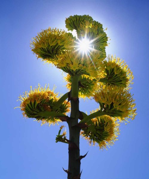 CA, Anza-Borrego Yellow flower backlit by sun